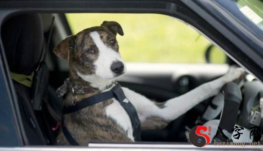 Dreaming of driving a car and being chased by a dog
