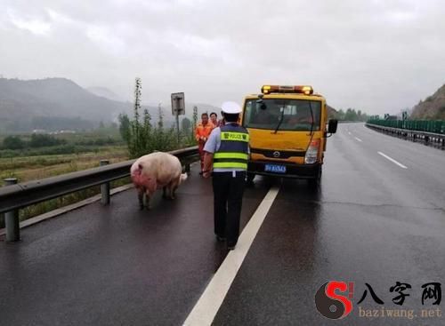 Dreaming of hitting a pig with your car