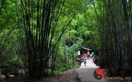 Dreaming of traveling to the Bamboo Sea