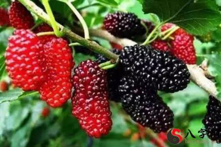 Dreaming of a grave with mulberries