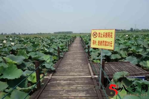 What does it mean to dream of picking lotus flowers?