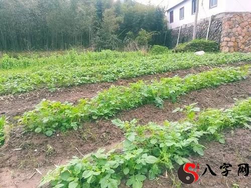 Dreaming of picking vegetables in a farm field