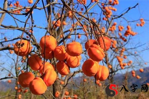 Dreaming of Persimmon Cake