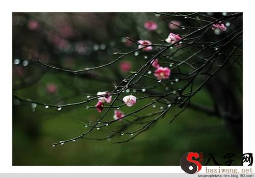 Dreaming of spring rain