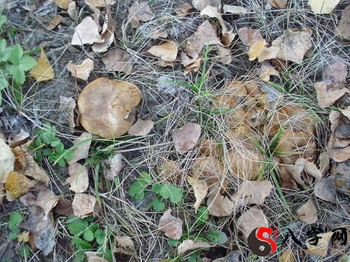 Dreaming of picking mushrooms in the mountains