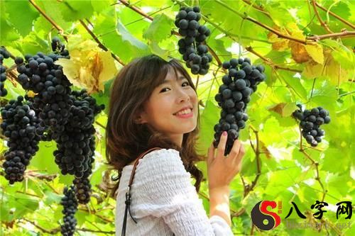 Dreaming of going downhill to pick grapes