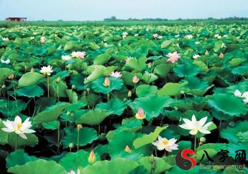 Dreaming of digging in a lotus pond