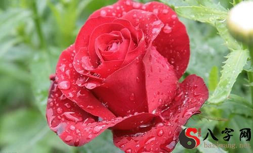 Dreaming of red rain