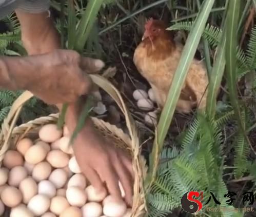 Dreaming of collecting eggs in the mountains