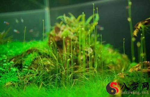 Dreaming of water plants
