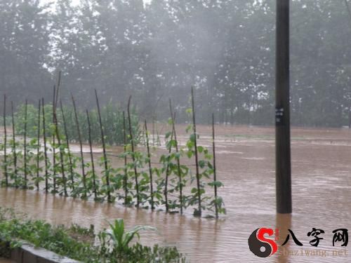Dreaming of a vegetable garden flooding