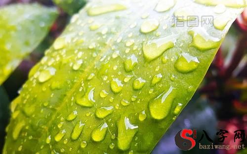 Dreaming of green rain
