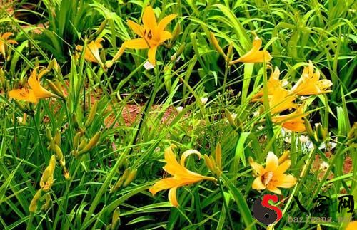 Dreaming of yellow flowers plucked from green leaves