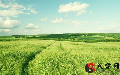 Dreaming of a green wheat field