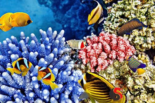 Dreaming of the deep sea