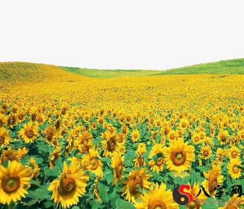 Dreaming of a yellow lawn