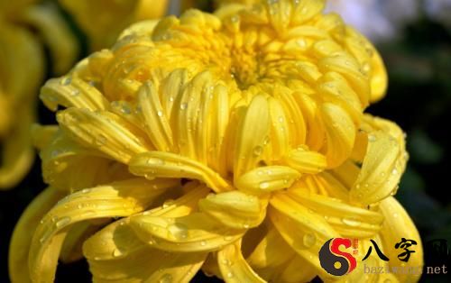Dreaming of yellow chrysanthemums