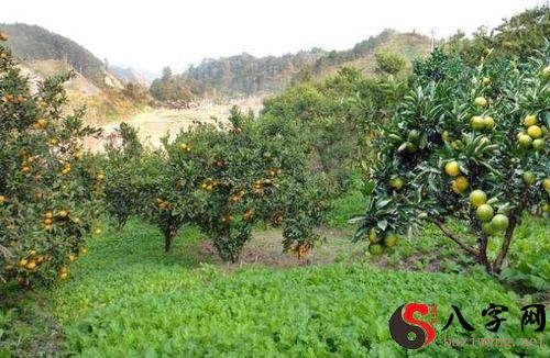 Dreaming of going into an orchard