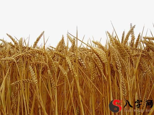 Dreaming of a wheat field with ears of wheat