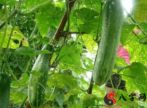 Dreaming of fertilizing a vegetable garden