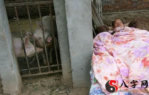 Dreaming of sleeping in a pigsty