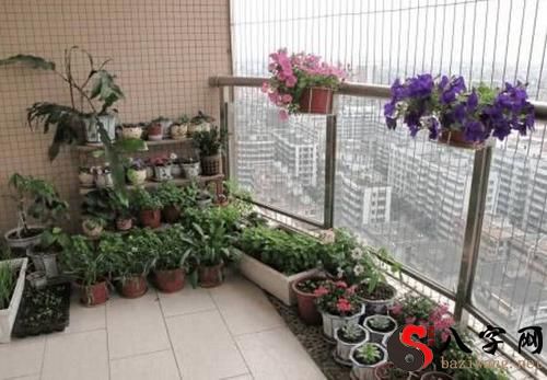 Dreaming of flowers on a balcony