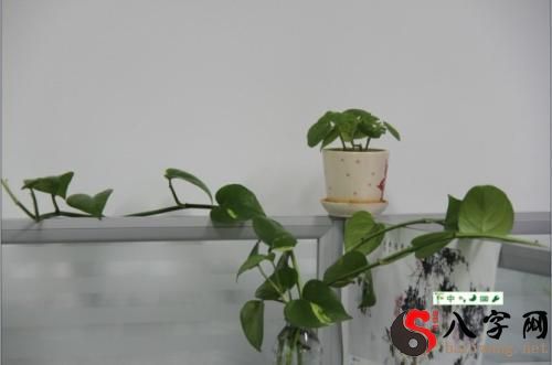 Dreaming of many plants in the office