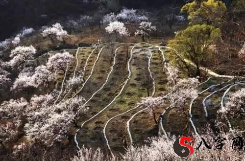 Pregnant woman dreaming of apricot blossoms