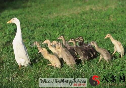 Pregnant women dream of geese
