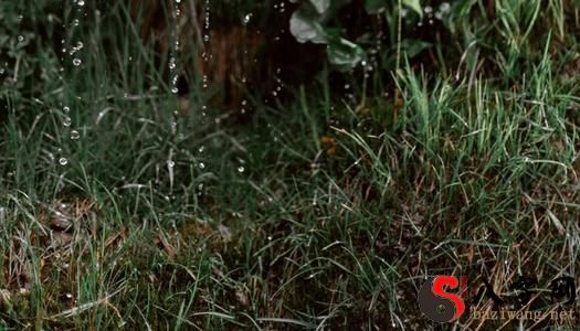 Pregnant women dream of grass