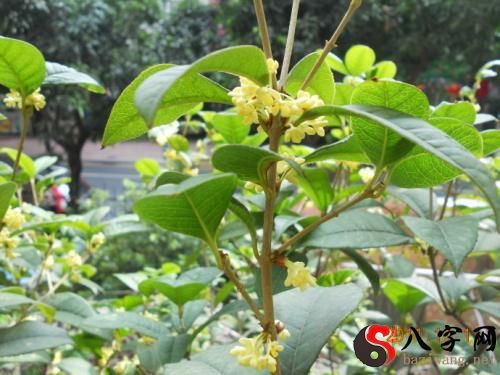 Pregnant women dream of osmanthus trees