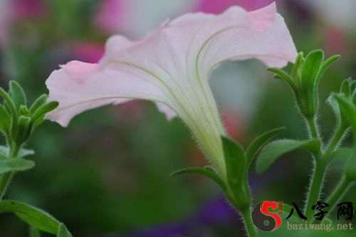 Pregnant women dream of petunias