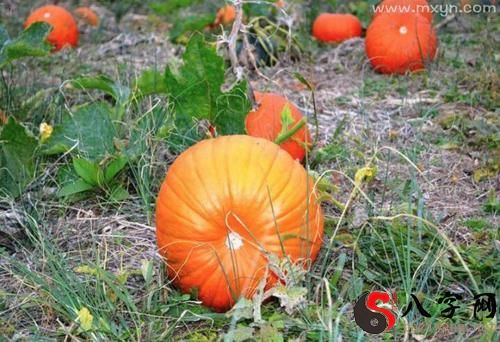 Pregnant woman dreaming of picking pumpkins