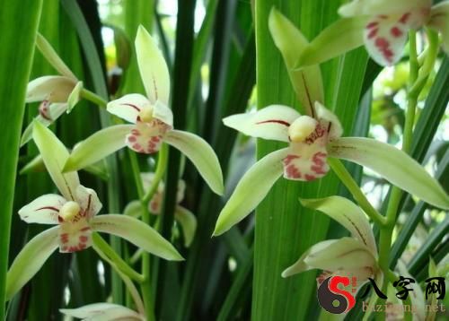 Pregnant woman dreaming of orchids