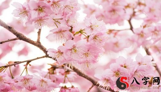 Pregnant woman dreaming of cherry blossoms