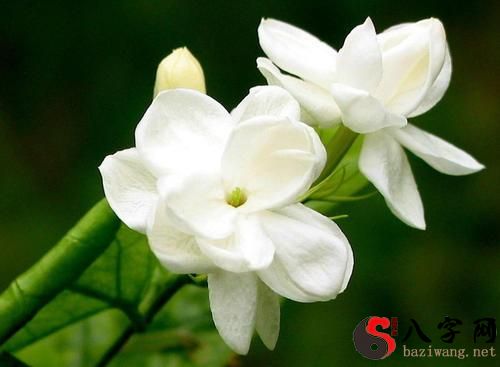 Pregnant woman dreaming of jasmine