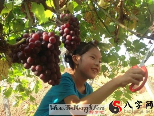 Pregnant woman dreaming of picking grapes