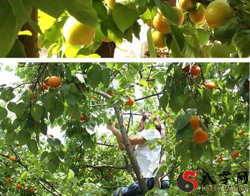 Pregnant woman dreaming of picking apricots