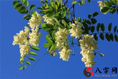 Pregnant women dream of acacia flowers