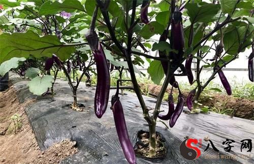 Pregnant woman dreaming of picking eggplants