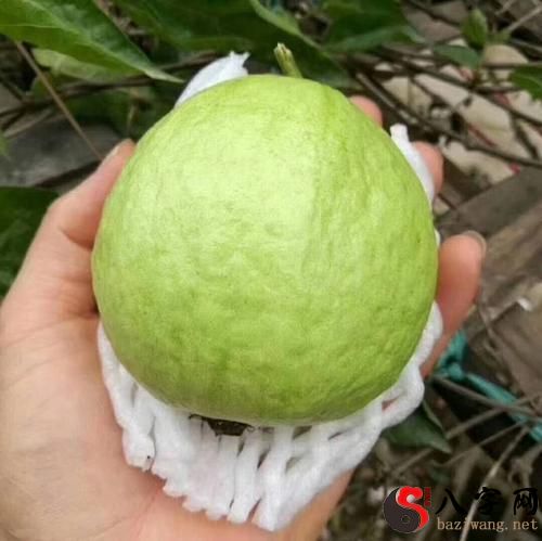 Pregnant woman dreaming of guava