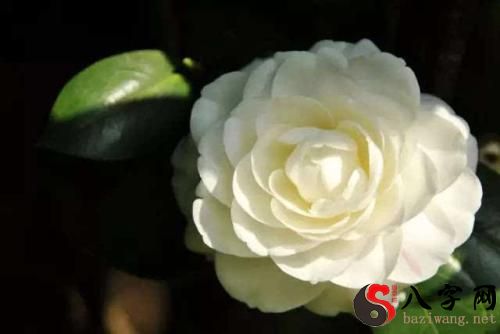 Pregnant woman dreaming of camellias