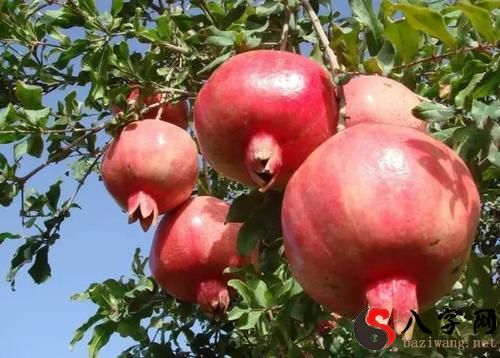 Dreaming of picking pomegranates