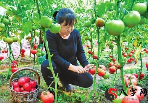 Dreaming of picking tomatoes