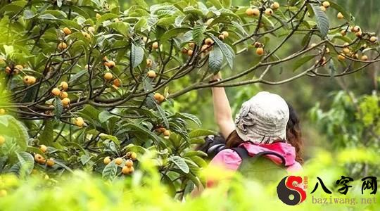 Dreaming of picking loquats to eat
