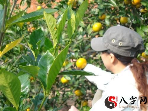 Dreaming of picking oranges