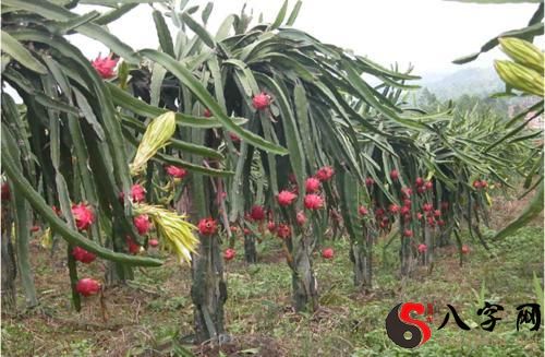 Dreaming of picking dragon fruit