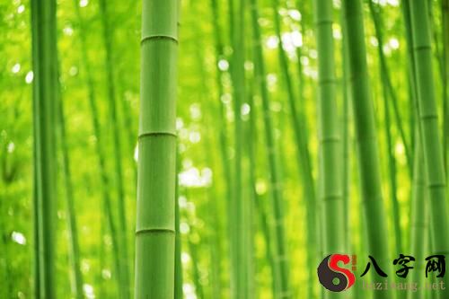 Dreaming of cutting green bamboo