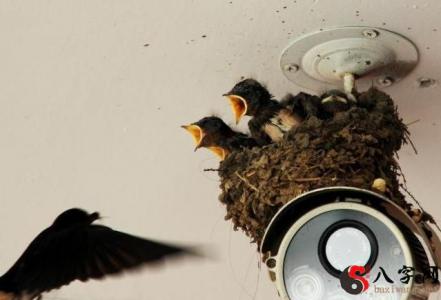 dream of building a nest