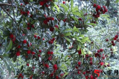 Dreaming of picking prunes